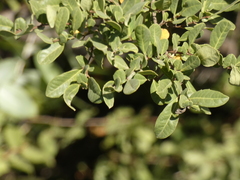 Azara integrifolia