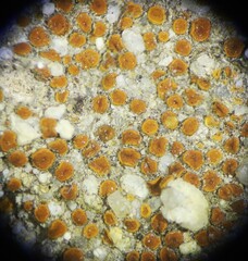 Polycauliona luteominia luteominia