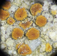 Polycauliona luteominia luteominia