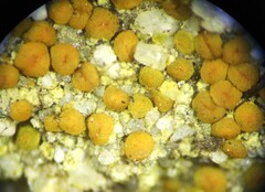 Polycauliona luteominia luteominia