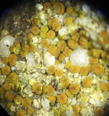 Polycauliona luteominia luteominia