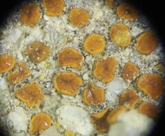 Polycauliona luteominia luteominia