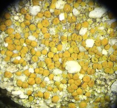 Polycauliona luteominia luteominia