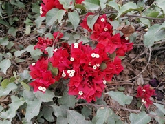 Bougainvillea spectabilis