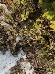 Sibbaldiopsis tridentata