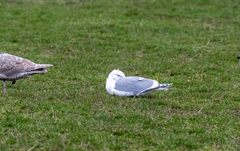 Larus glaucescens × occidentalis