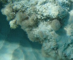 Amphiroa rigida