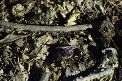Cardamine concatenata