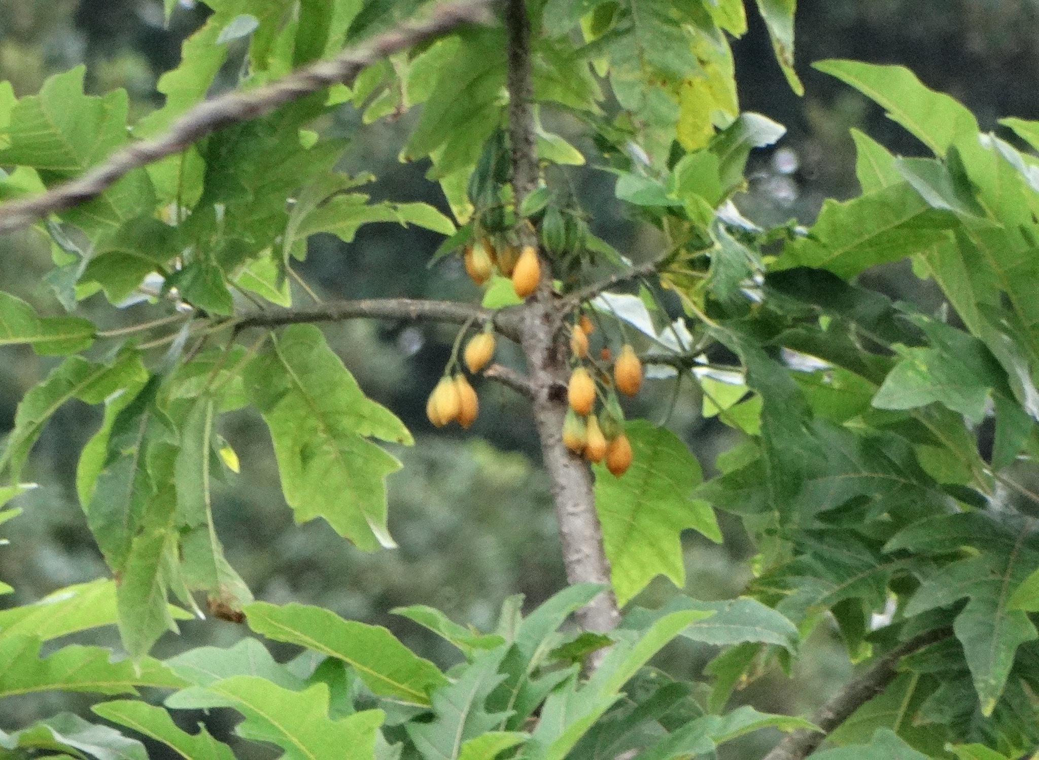Vasconcellea quercifolia