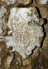 Lecanora kohu