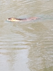Myocastor coypus
