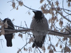 Corvus monedula