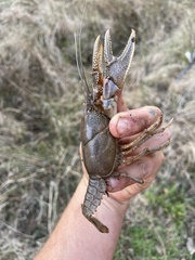 Cambarus latimanus