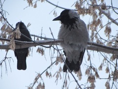 Corvus monedula