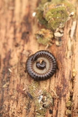 Tachypodoiulus niger