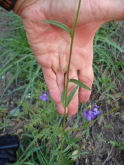 Neogaerrhinum strictum