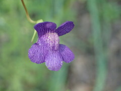 Neogaerrhinum strictum