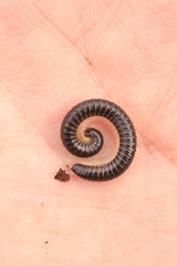 Tachypodoiulus niger