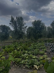 Brassica oleracea