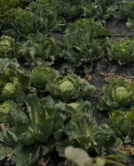 Brassica oleracea