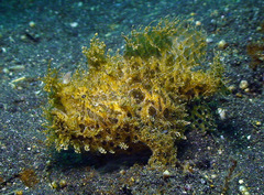 Antennarius hispidus