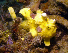 Antennarius maculatus