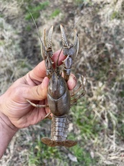 Cambarus latimanus