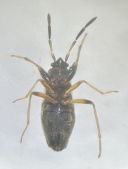 Scolopostethus thomsoni