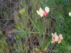 Acmispon grandiflorus