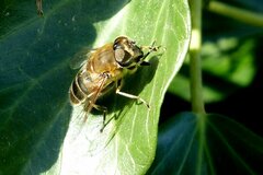Eristalis similis