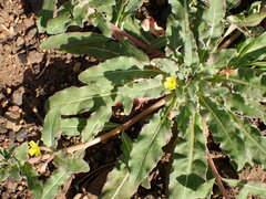 Camissoniopsis