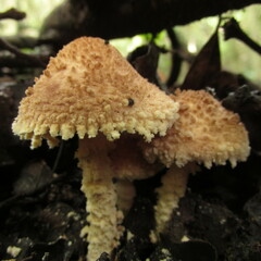 Lepiota jacobi