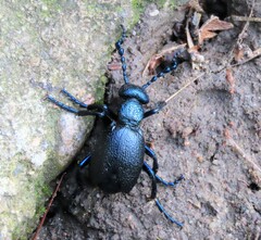 Meloe proscarabaeus