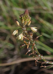 Bulbine frutescens
