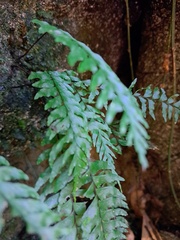 Hymenasplenium pubirhizoma