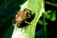 Eristalis similis