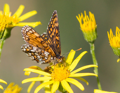 Melitaea