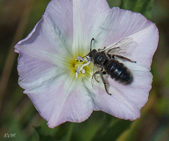 Systropha curvicornis