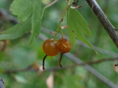 Ribes aureum aureum