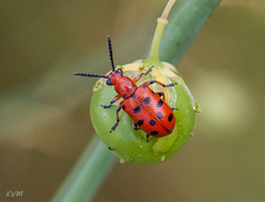 Crioceris duodecimpunctata