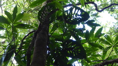 Monstera siltepecana