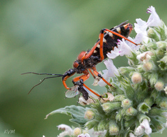 Rhynocoris iracundus