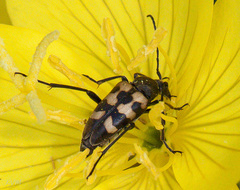 Judolia erratica