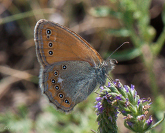 Coenonympha amaryllis