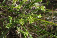 Crassula muscosa