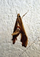 Agathodes ostentalis