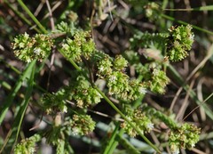 Crassula muscosa