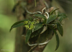 Capanemia theresae