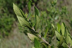 Burchellia bubalina