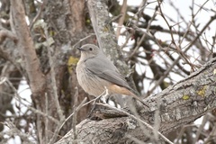 Phoenicurus erythrogastrus